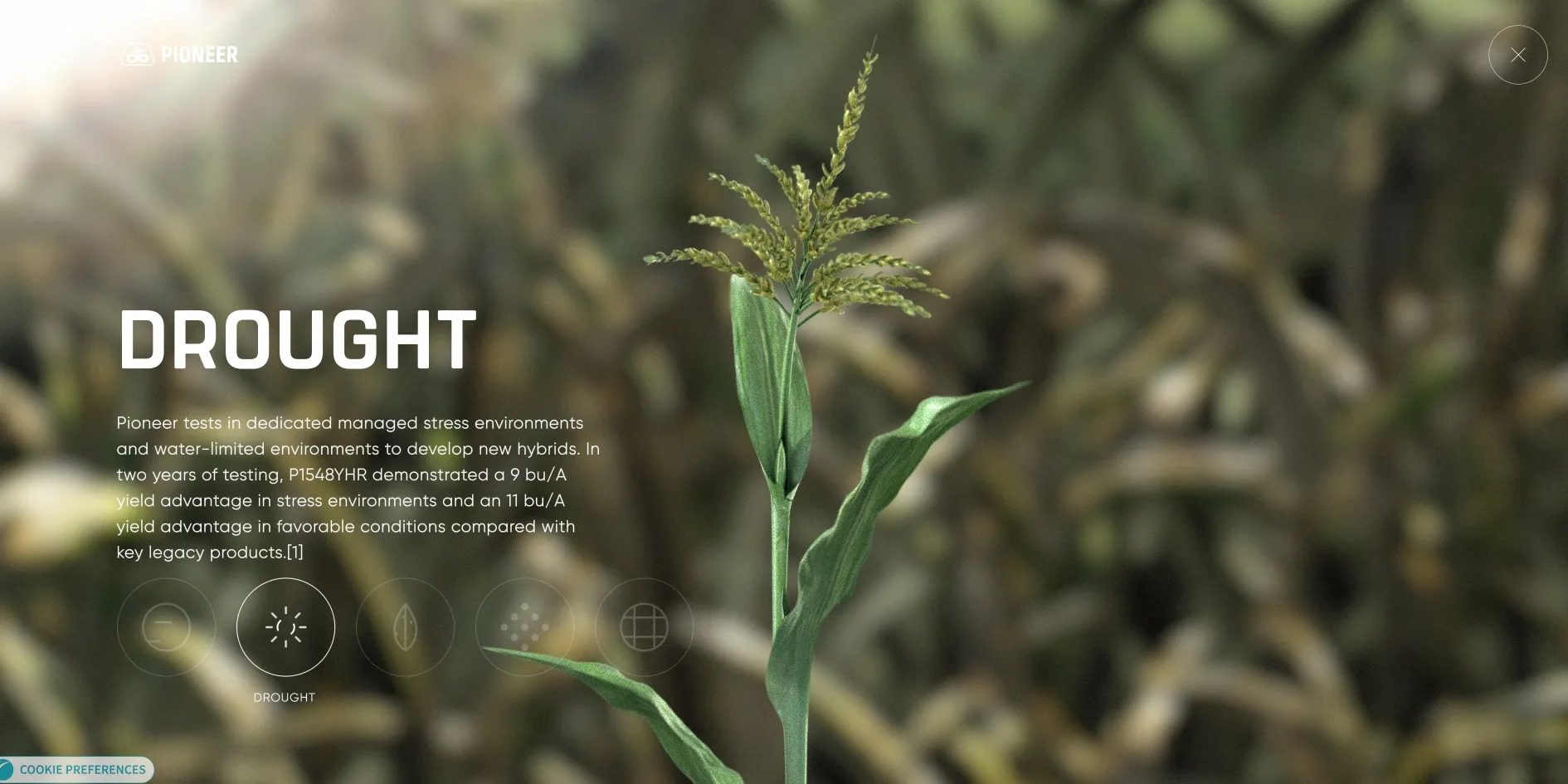 The drought test, with a green corn seedling standing in front of a blurred, parched yellow field, a harsh white glare at the top left, the large white word DROUGHT and a description on the left, and a row of five round icons below with the second, a sun, selected