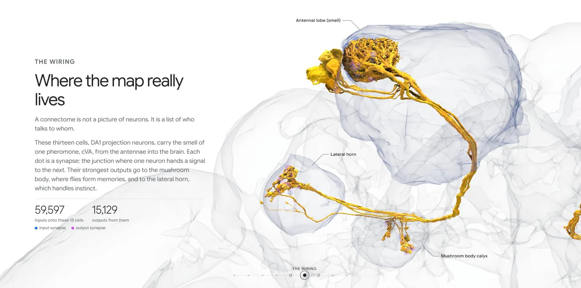 The wiring chapter, 13 yellow DA1 neurons linking the antennal lobe, lateral horn and mushroom body, with input and output synapse counts alongside