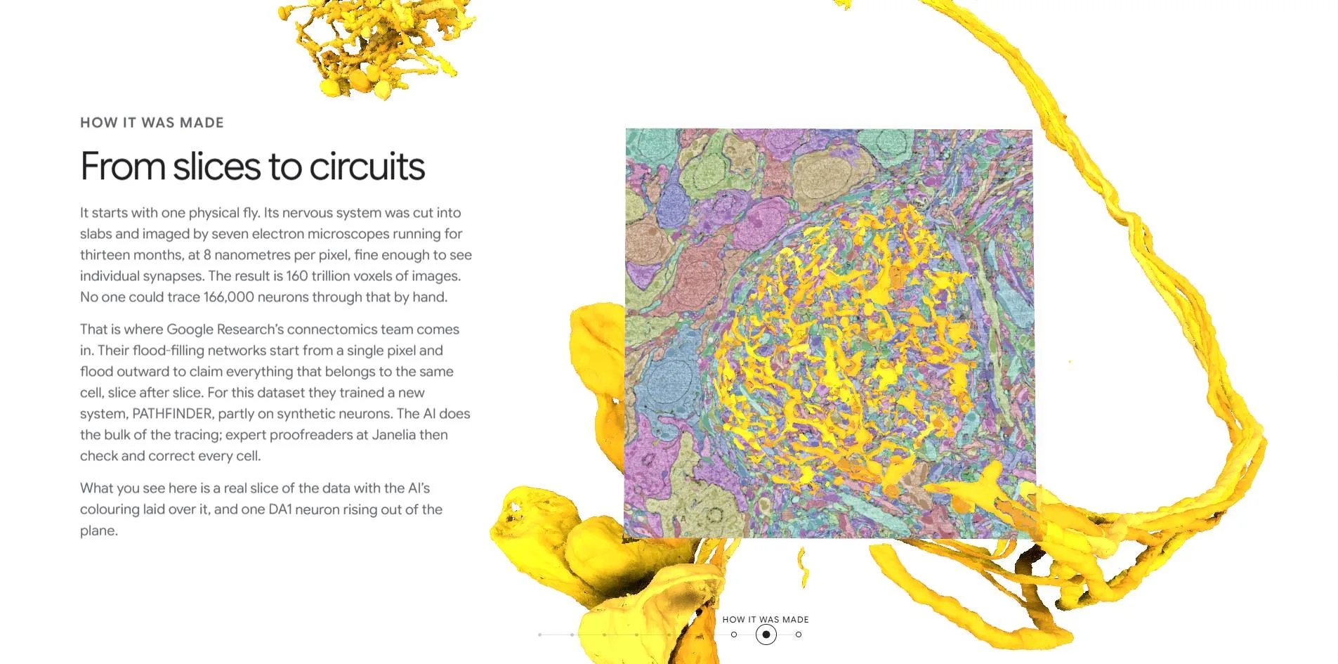The How it was made chapter, a real electron-microscope slice with AI segmentation colouring and a yellow DA1 neuron rising out of the plane