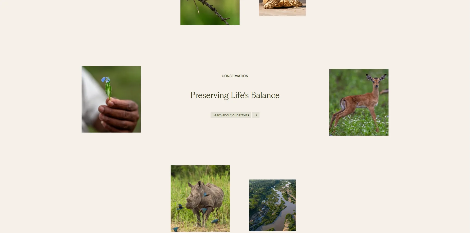 The conservation screen, with CONSERVATION and Preserving Life's Balance in the centre, a hand holding a small blue flower on the left, a young impala on the right, a rhino and an aerial view of a river below, and the lower edges of two more photos at the top